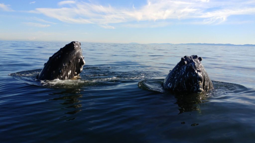 white rock sea tours - whale watching 1