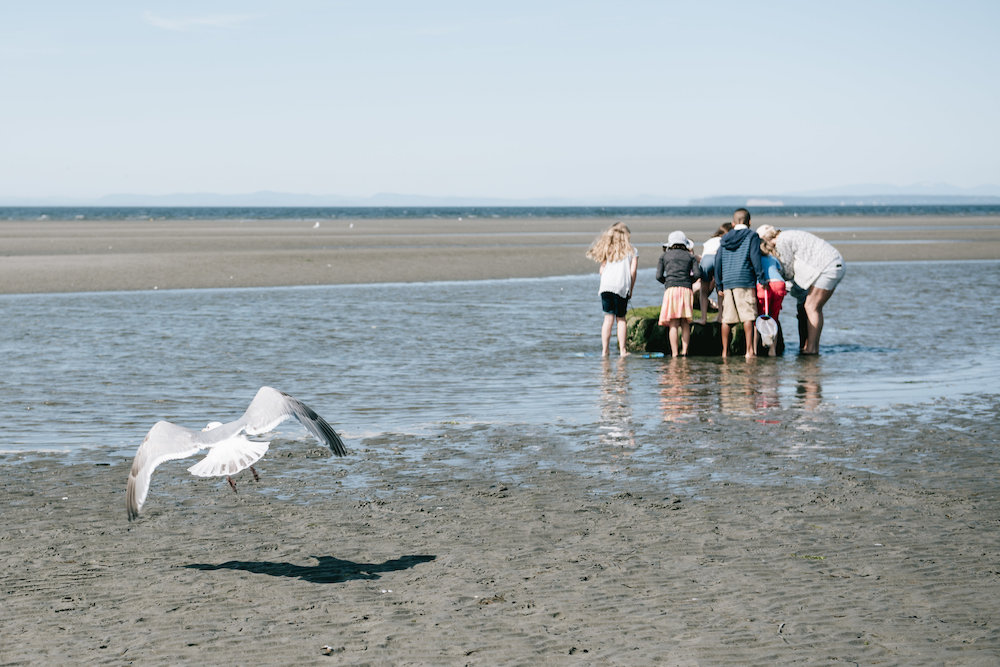 Beachcombing White Rock | Natalia Reardon