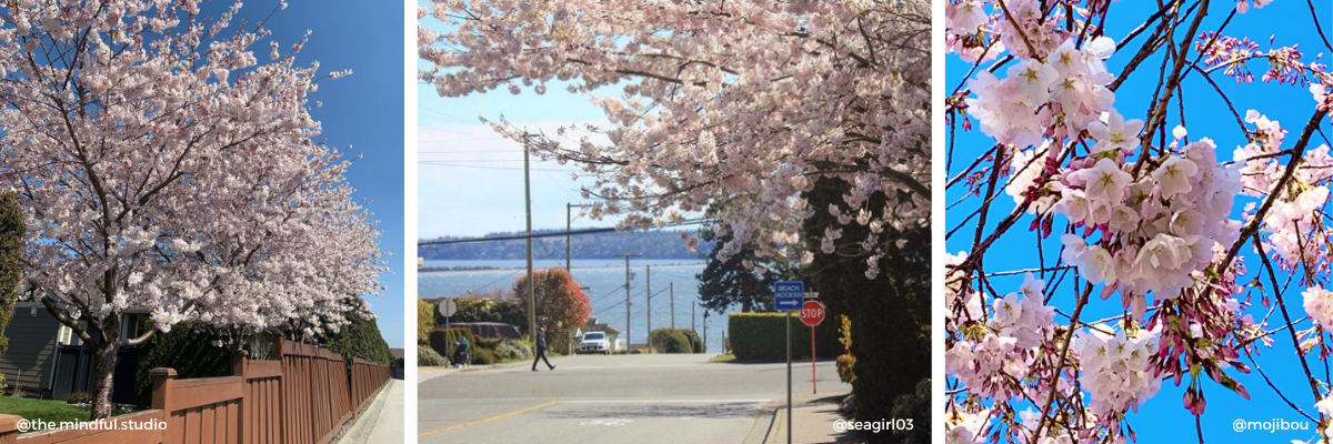 Cherry blossoms - White Rock, BC